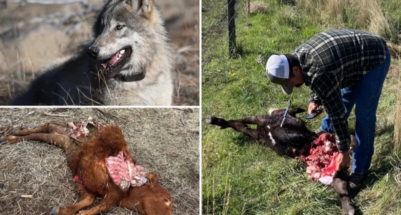 Killer wolves terrorize California ranchers desperate to defend livestock from predators