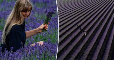 Lavender farm forced to install Wi-Fi boosters as influencers flock on fields in droves