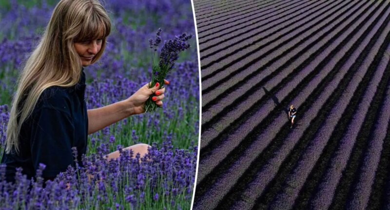 Lavender farm forced to install Wi-Fi boosters as influencers flock on fields in droves