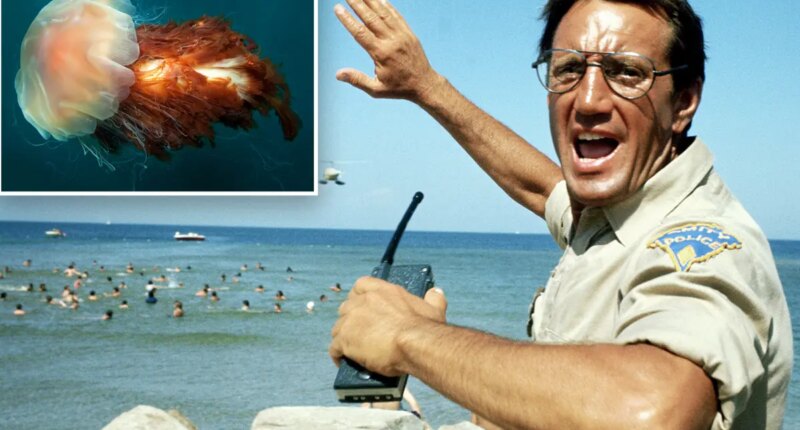 Lion's mane jellyfish invade New England