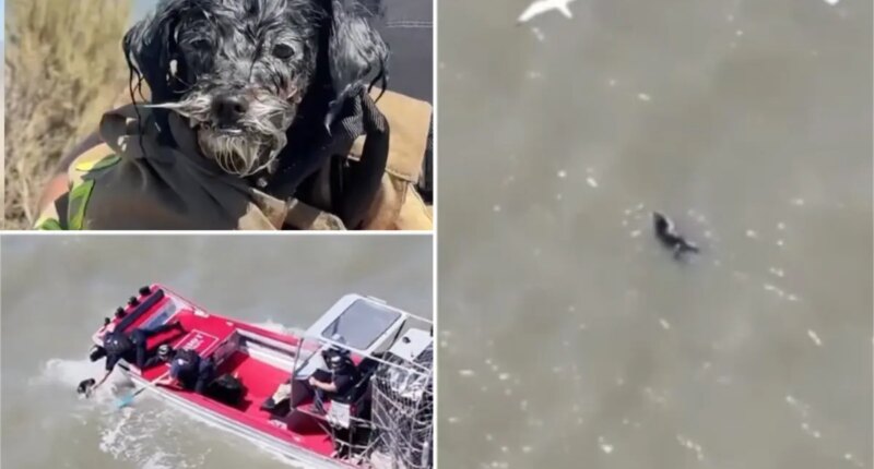 Lost dog found adrift in SF Bay survives seagull attacks before 'action movie' rescue
