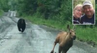 Maine couple help moose calf escape terrifying bear chase
