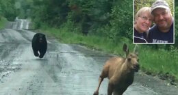 Maine couple help moose calf escape terrifying bear chase