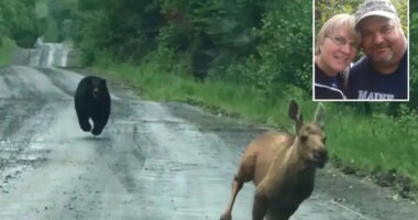 Maine couple help moose calf escape terrifying bear chase