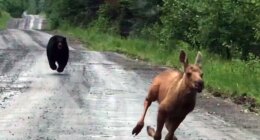 Maine man uses truck to rescue moose calf from charging bear: 'I knew what I had to do'