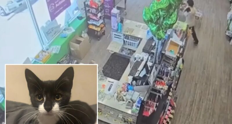 Maryland PNC Bank robbery suspect allegedly uses stolen kitten in holdup