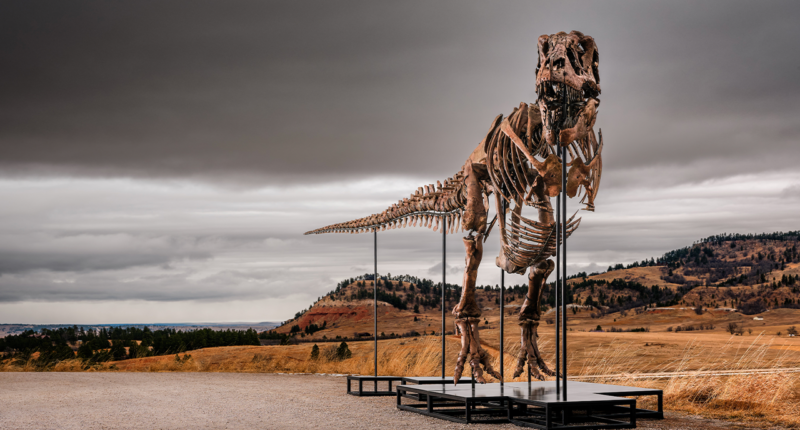 Massive T. rex fossil roars to $50 million sale, becoming one of the priciest ever auctioned