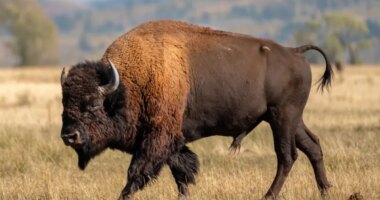 Massive bison tosses Yellowstone tourist into the air in shocking attack