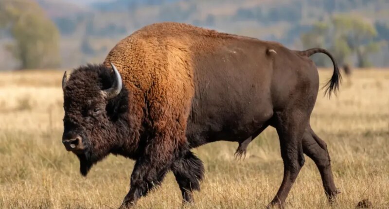 Massive bison tosses Yellowstone tourist into the air in shocking attack