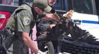 Massive hawk survives 200-mile ride stuck in car's grille in Northern California