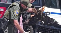 Massive hawk survives 200-mile ride stuck in car's grille in Northern California