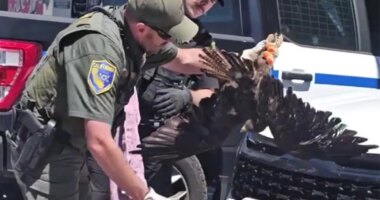 Massive hawk survives 200-mile ride stuck in car's grille in Northern California