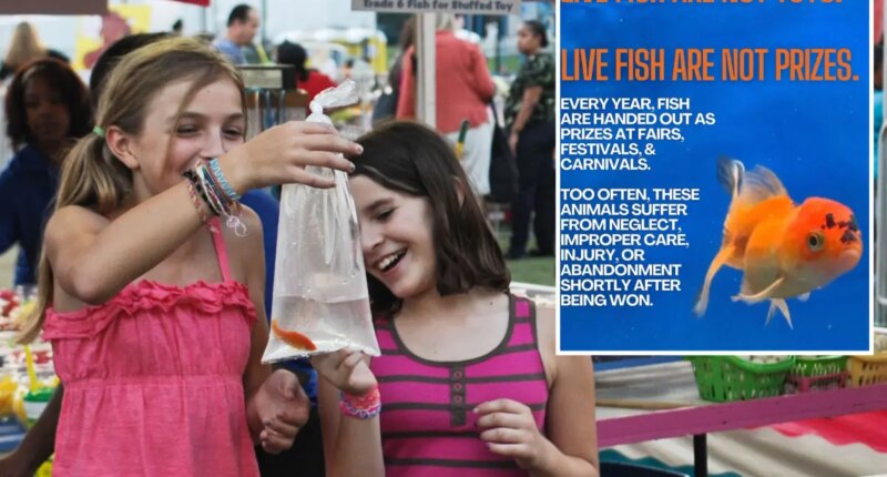 NYC Councilwoman eyes eliminating live fish as prizes at carnivals