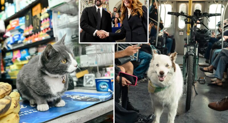 NYC budget provides $1.5M in freebies for furry friends — including new pet-food pantry