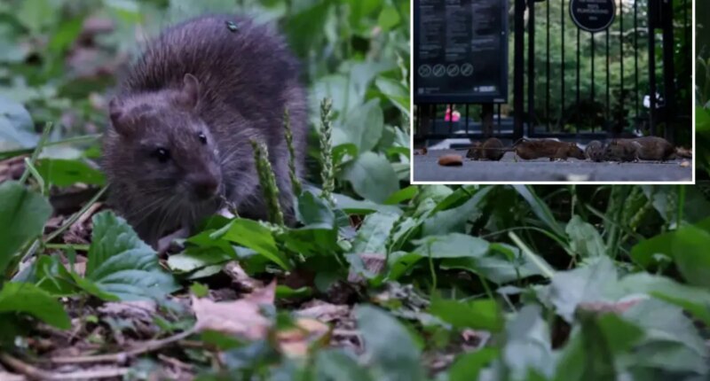 NYC nabe sees 37% surge in rat sightings in 2026 – even as reports dip citywide