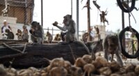 Nearly 100 monkeys escape enclosure, invade neighborhoods as officials scramble to recapture them