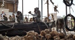 Nearly 100 monkeys escape enclosure, invade neighborhoods as officials scramble to recapture them