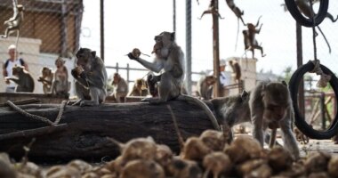 Nearly 100 monkeys escape enclosure, invade neighborhoods as officials scramble to recapture them