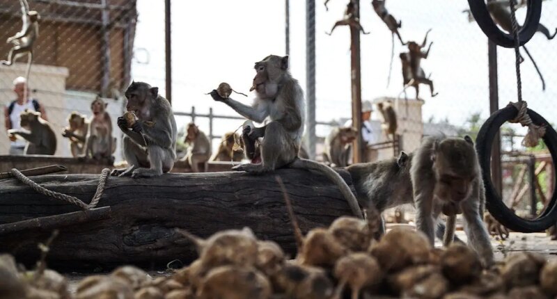 Nearly 100 monkeys escape enclosure, invade neighborhoods as officials scramble to recapture them