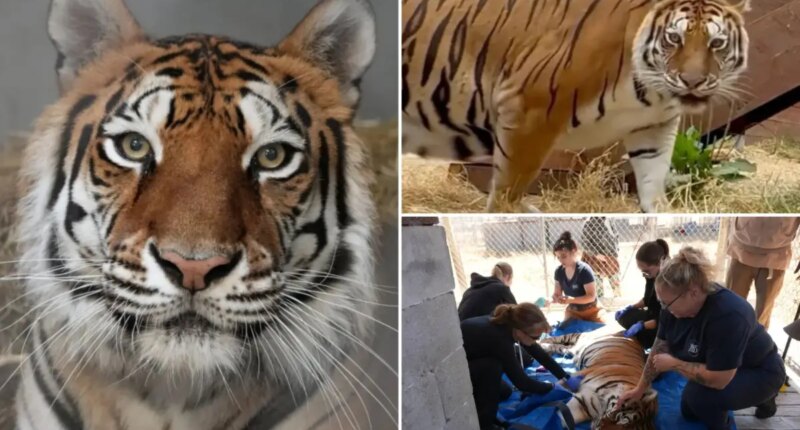 Oakland Zoo takes in tiger rescued from neglected Northern California facility
