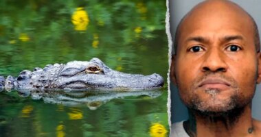 Officers in Maryland respond to reported assault, discover guns and unusual group of animals
