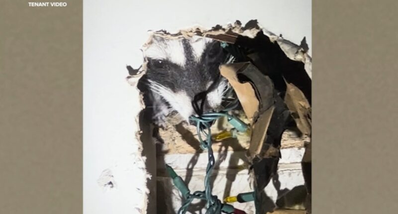 Raccoon gives birth inside San Francisco apartment wall, breaks into bedroom