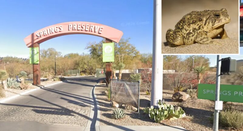 Rare Toads return Las Vegas Springs Preserve first time 65 years