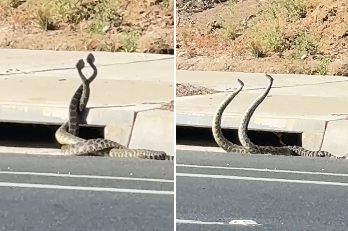 California Rattlesnake Encounters Surge as Warm Weather Fuels Snake Activity
