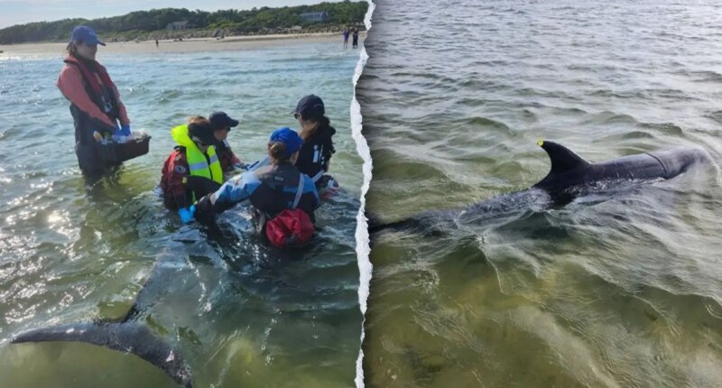 Rescuers work to save nearly 50 bottlenose dolphins in historic Cape Cod stranding