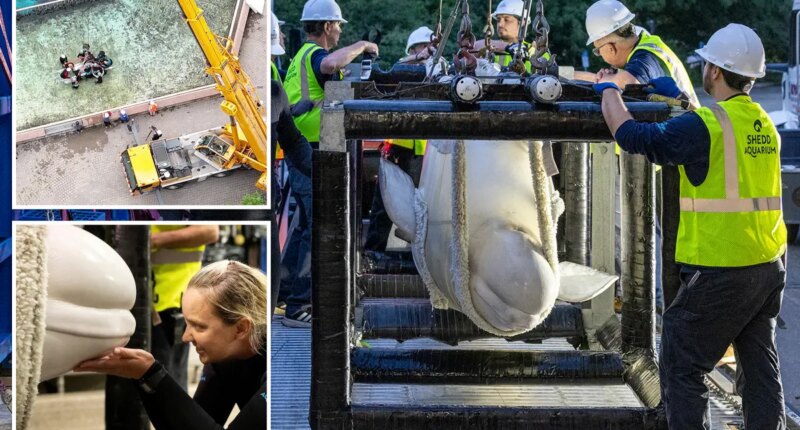 SeaWorld San Antonio receives rescued beluga whales from shuttered Canada theme park