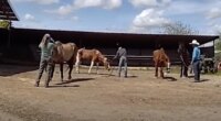 Sickening footage shows moment cowboys allegedly shoot dead four horses on remote California ranch