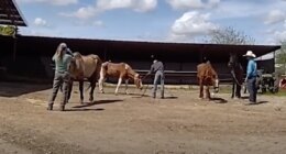 Sickening footage shows moment cowboys allegedly shoot dead four horses on remote California ranch