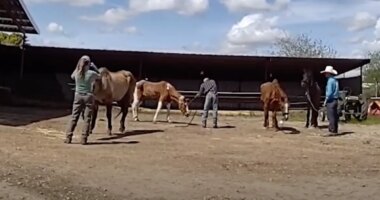 Sickening footage shows moment cowboys allegedly shoot dead four horses on remote California ranch