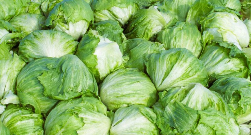 Taylor Farms pulls iceberg lettuce from the US market after cyclosporiasis outbreak