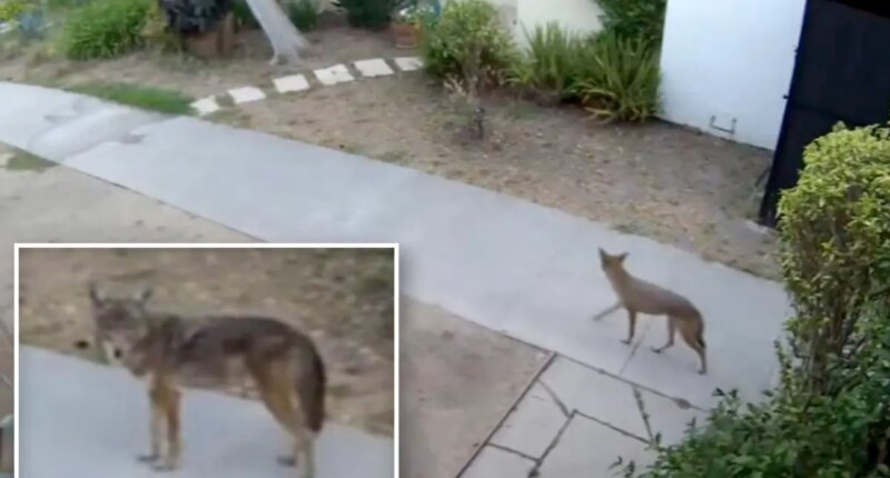 Terrifying footage shows pack of coyotes hunting pets at LA homes