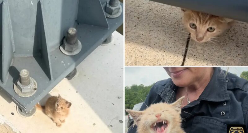 Tiny cat rescued after being thrown from moving vehicle on bridge