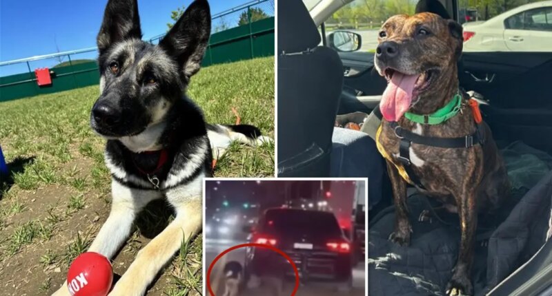 Two dogs dragged by heartless owner behind car on NYC street are now recovered and ready for new homes