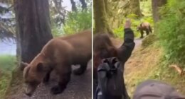 Video captures the tense moment group of Alaskan hikers come face-to-face with a grizzly bear on a trail