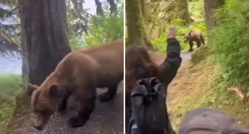 Video captures the tense moment group of Alaskan hikers come face-to-face with a grizzly bear on a trail