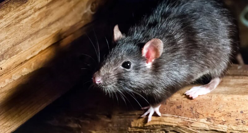 Wild rat in New Mexico tests positive for the plague after 4 confirmed cases in dogs