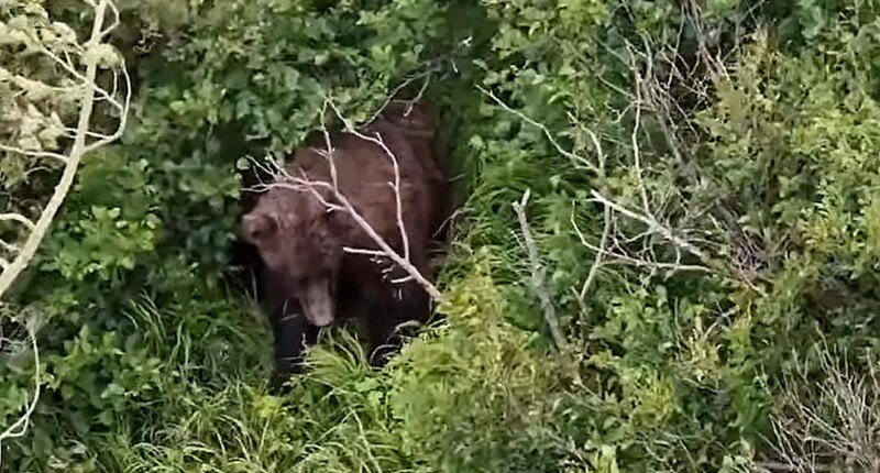 Woman attacked by brown bear while hiking with friend and 3 dogs near Alaska state park