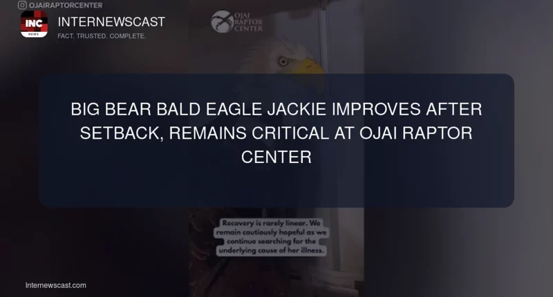 Big Bear Bald Eagle Jackie Improves After Setback, Remains Critical at Ojai Raptor Center - Internewscast Journal