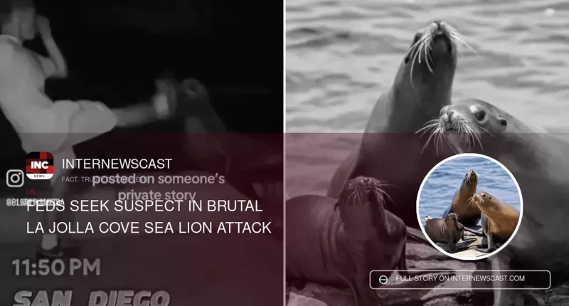 Feds Seek Suspect in Brutal La Jolla Cove Sea Lion Attack - Internewscast Journal