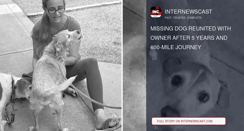 Missing Dog Reunited With Owner After 5 Years and 600-Mile Journey - Internewscast Journal