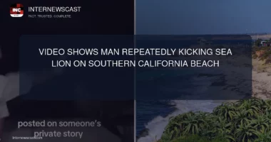 Video Shows Man Repeatedly Kicking Sea Lion on Southern California Beach - Internewscast Journal