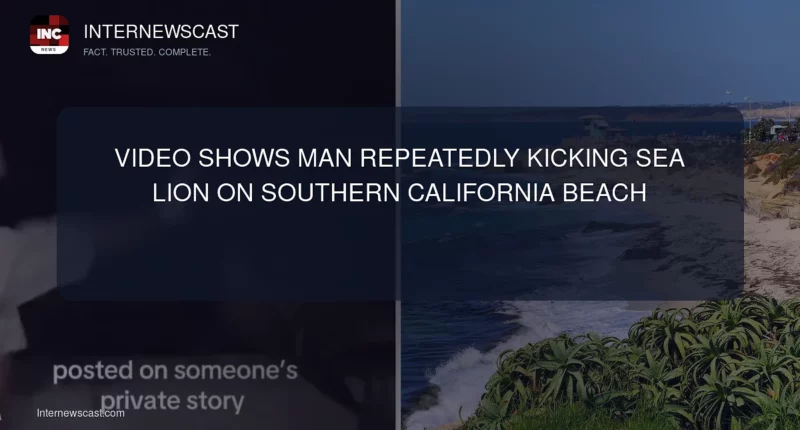 Video Shows Man Repeatedly Kicking Sea Lion on Southern California Beach - Internewscast Journal
