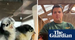 ‘The silence was the worst part’: after culling his entire flock, US poultry farmer now fears bird flu