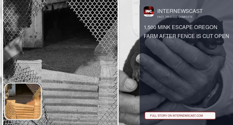 1,500 Mink Escape Oregon Farm After Fence Is Cut Open - Internewscast Journal