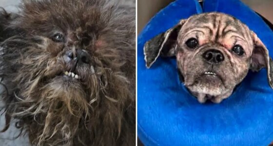 2 abandoned dogs rescued from squalid NYC basement: 'We don’t know how they survived this long'