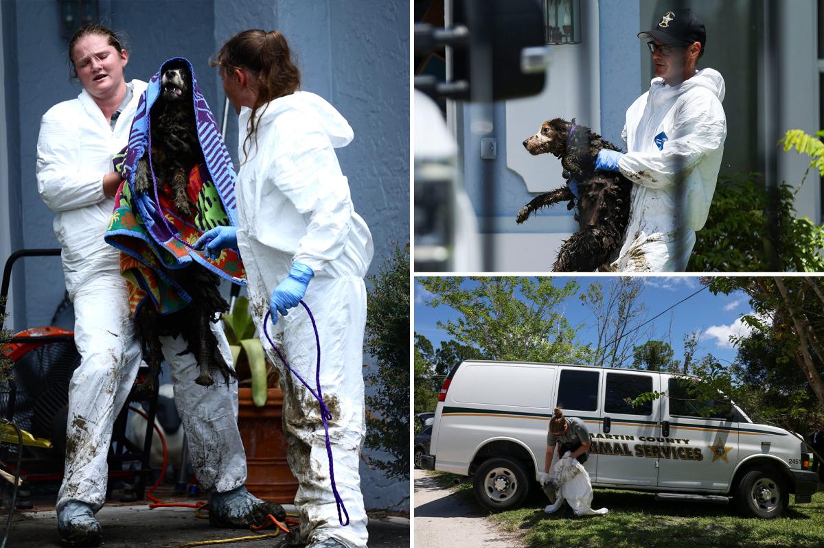 20 Filthy Border Collies Rescued From Florida Ex-Breeder